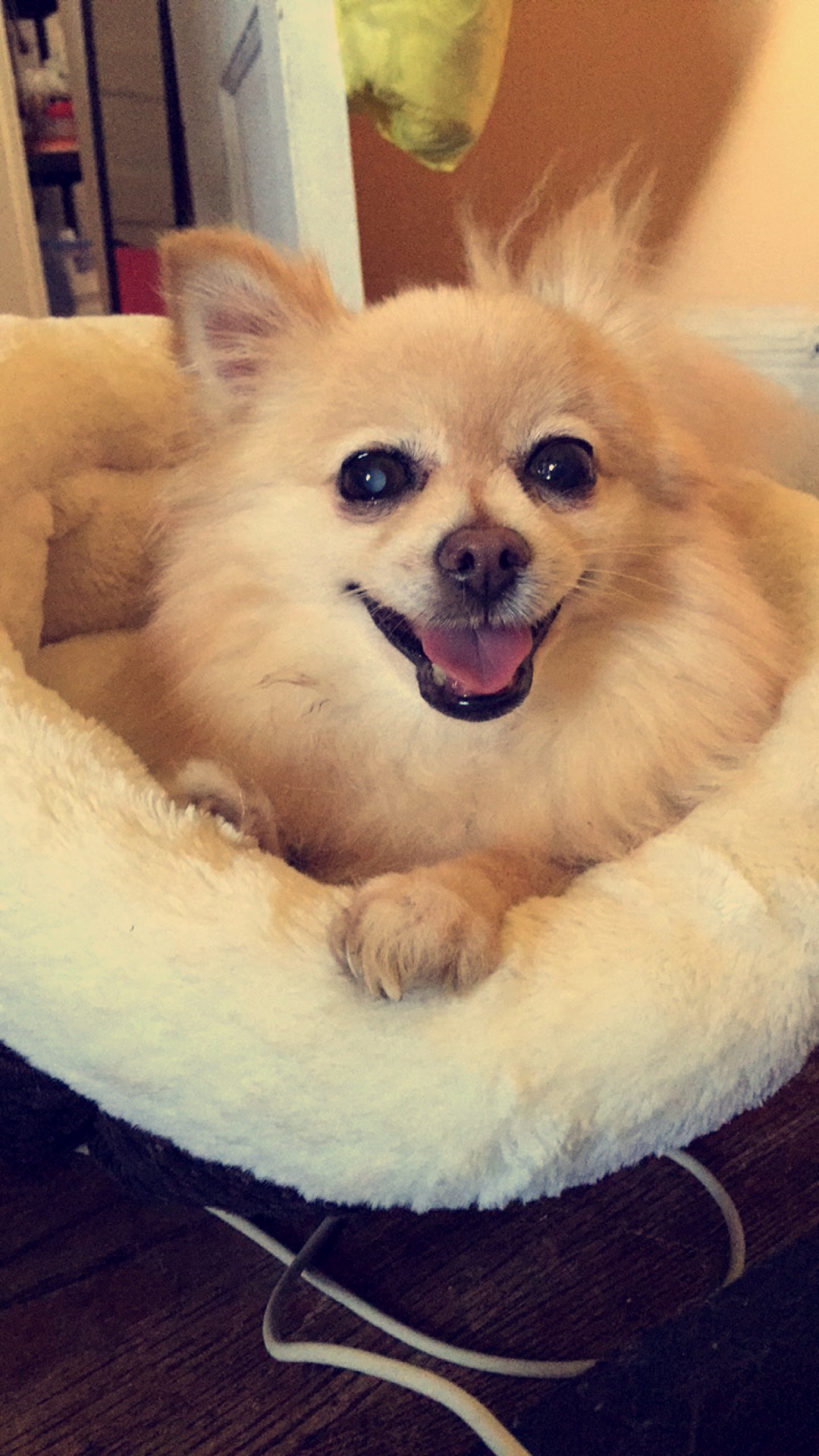 pawpal icon